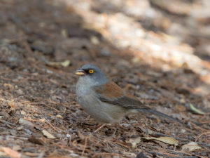 RED-EYED JUNCO