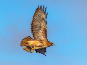 RED TAIL SKY