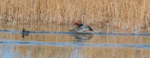 REDHEAD COOTING