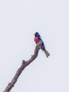 REDSTART