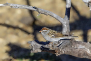 Rufous-crowned Sparrow 2