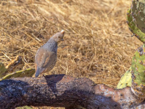 SCALED QUAIL