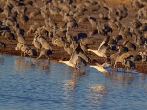 SNOWY SANDHILLS