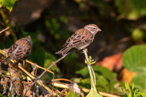 SPARROW