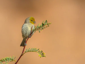 VERDIN 1