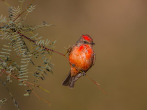 VERMILLION 1