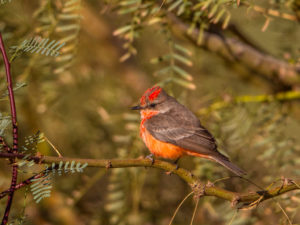 VERMILLION