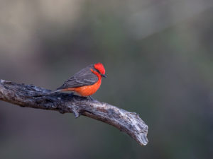 VERMILLION PATAGONIA