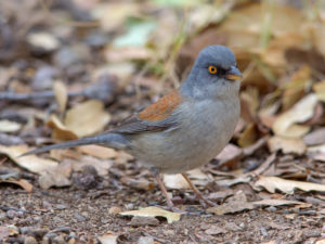 YELLOW-EYED JUNCO
