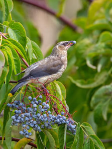 BOHEMIAN-WAXWING-1