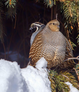 CALIFORNIA QUAIL RSGB