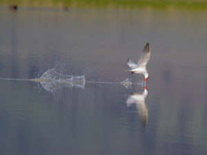 CASPIAN DIP