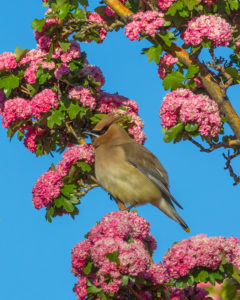 CEDAR-WAXWING