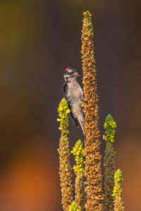 DOWNY MULLIEN