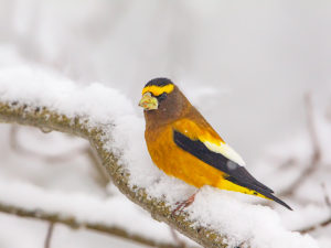 EVENING GROSBEAK 2
