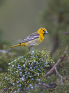 FEMALE BULLOCKS ORIOLE