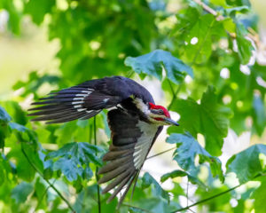 FIRE-CRESTED