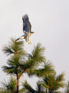 GOSHAWK METOLIUS 1