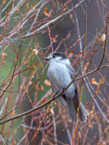 GRAY JAY