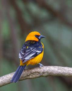 ALTAMIRA ORIOLE SRGB