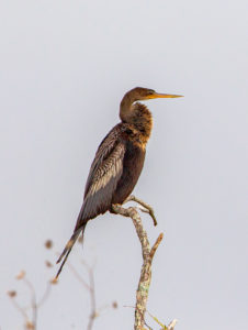 ANHINGA SRGB