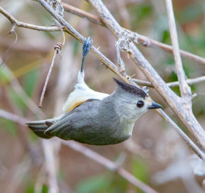 BLACK-CRESTED TITMOUSE SRGB 2