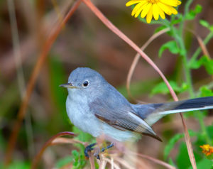 BLUE-GRAY GNATCATCHER SRGB