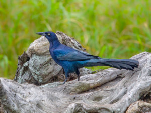 BOAT-TAILED GRACKLE SRGB