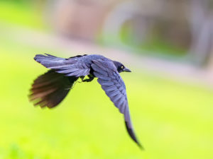 BOAT-TAILED GRACLE SRGB