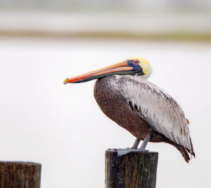 BROWN PELICAN 2 SRGB
