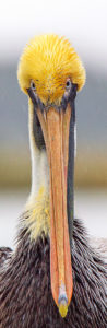 BROWN PELICAN SRGB
