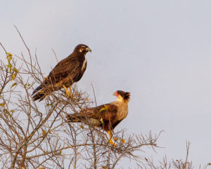 CARACARA AND HAWK SRGB