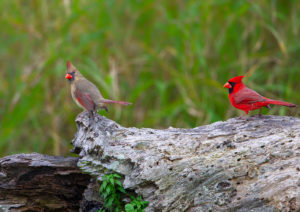 CARDINAL PAIR SRGB