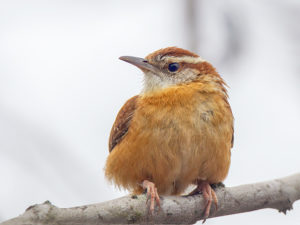 CAROLINA WREN SRGB