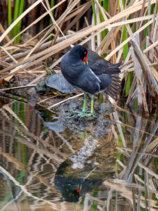 COMMON GALLINULE RSGB