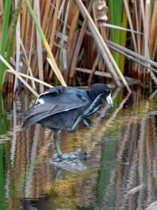 COOT RSGB