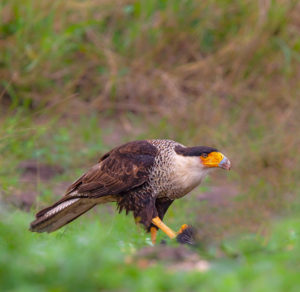 CRESTED CARACARA SRGB