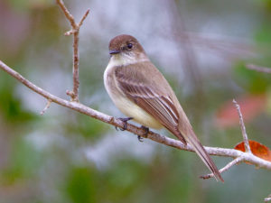 EASTERN PHOEBE RSGB