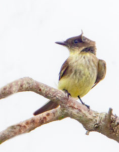 EASTERN PHOEBE SRGB
