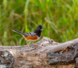 EASTERN TOWHEE SRGB