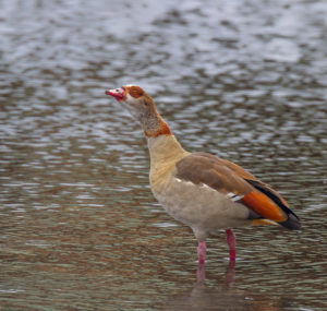 EGYPTIAN GOOSE SRGB
