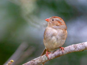 FIELD SPARROW SRGB