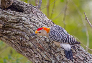 GOLDEN-FRONTED 8 SRGB