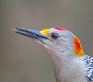 GOLDEN-FRONTED WOODY SRGBjpg