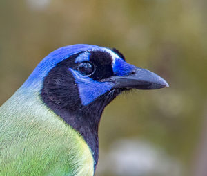 GREEN JAY 5F SRGB