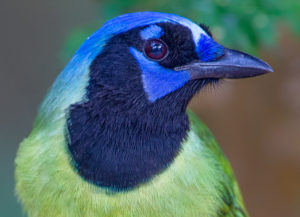 GREEN JAY 6 SRGB