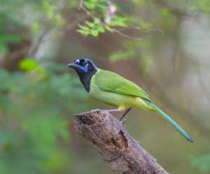 GREEN JAY MISSIO SRGB