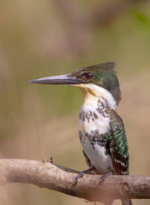 GREEN KINGFISHER 2SRGB