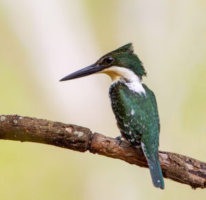 GREEN KINGFISHER RSGB