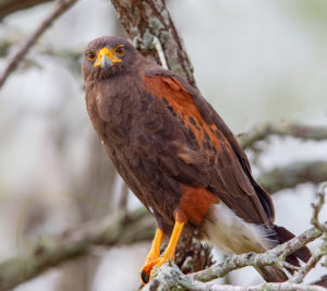 HARRIS'S HAWK RSGB 1